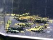 画像1: 9048　K【スプリットタイムセール】ファイナルナイトバーゲン！HY shrimp BG 超特価！プラケース内丸ごとセット  (1)