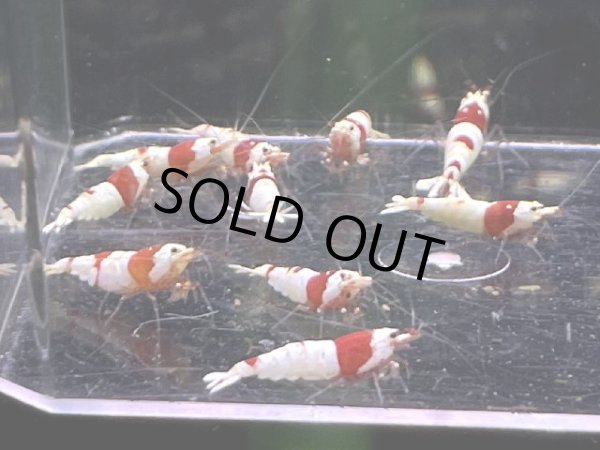 画像1: 9031　H【スプリットタイムセール】ファイナルナイトバーゲン！ウルトラレッドミドルハイ 超特価！プラケース内丸ごとセット  (1)