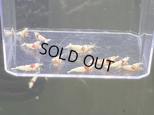 画像2: 9049　K【スプリットタイムセール】ファイナルナイトバーゲン！虎豹選別外 超特価！プラケース内丸ごとセット  (2)