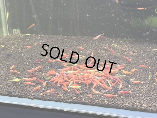 画像2: 9050　M【スプリットタイムセール】ファイナルナイトバーゲン！メタカラ！90ワイド水槽内丸ごとセット  (2)