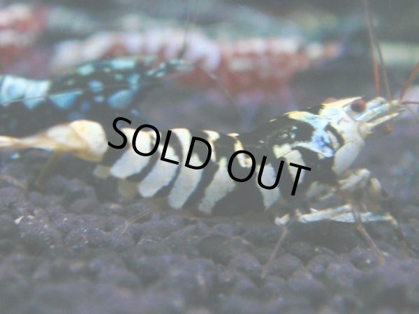 画像1: 154　H【RT200】ファイナルナイトバーゲン！ (1)