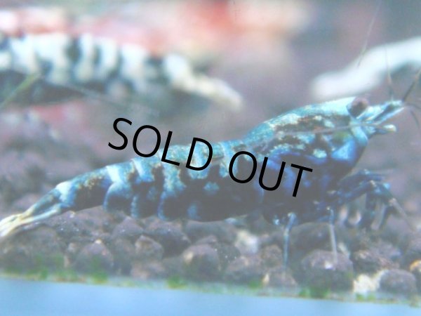 画像1: 146　R【RT200】ファイナルナイトバーゲン！ (1)