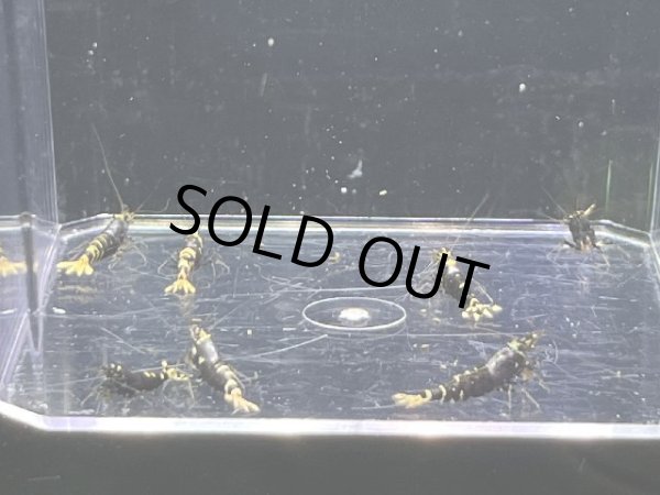 画像2: 9047　K【スプリットタイムセール】ファイナルナイトバーゲン！PURPLE ハイ 超特価！プラケース内丸ごとセット  (2)