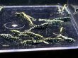 画像2: 9037　C【スプリットタイムセール】ファイナルナイトバーゲン！フィッシュボーン大量 超特価！プラケース内丸ごとセット  (2)