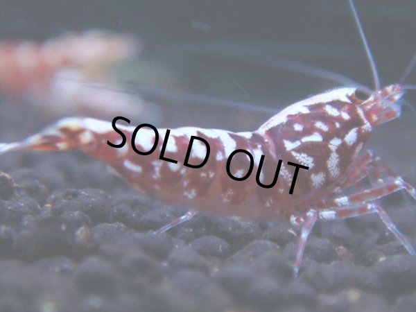 画像1: 196　H【RT200】ファイナルナイトバーゲン！ (1)