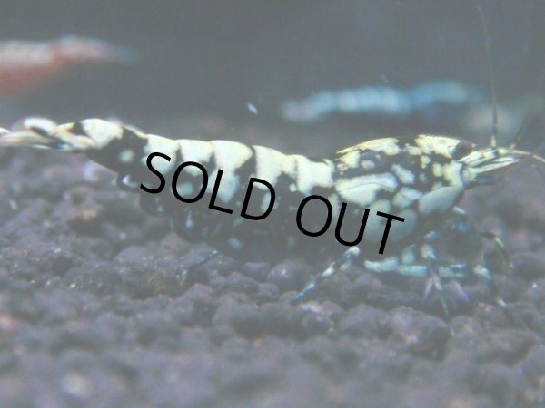 画像1: 156　H【RT200】ファイナルナイトバーゲン！ (1)