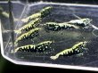 画像1: 9036　C【スプリットタイムセール】ファイナルナイトバーゲン！フィッシュボーンモスラ系 超特価！プラケース内丸ごとセット  (1)