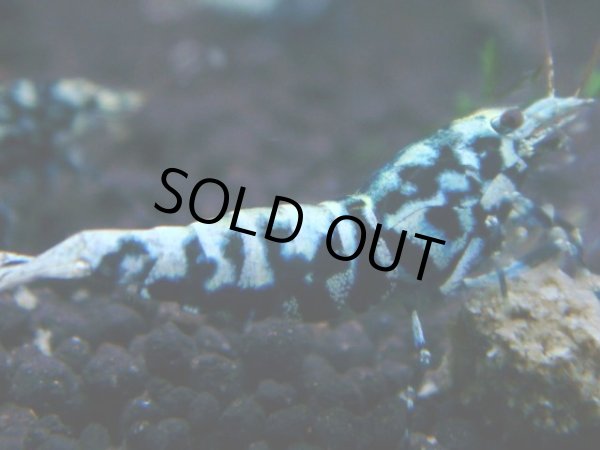 画像1: 135　R【RT200】ファイナルナイトバーゲン！ (1)