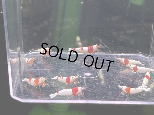 画像2: 9031　H【スプリットタイムセール】ファイナルナイトバーゲン！ウルトラレッドミドルハイ 超特価！プラケース内丸ごとセット  (2)