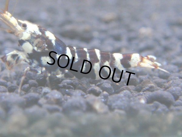 画像1: 056　R【KOREA MAX!】新種系色々MIX ミドルハイ中心100連発！ (1)