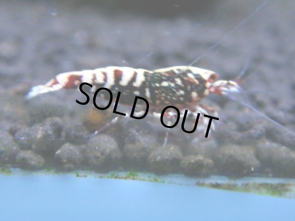 画像1: 037　R【KOREA MAX!】新種系色々MIX ミドルハイ中心100連発！ (1)