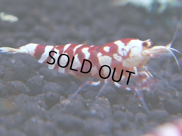 画像1: 046　R【KOREA MAX!】新種系色々MIX ミドルハイ中心100連発！ (1)