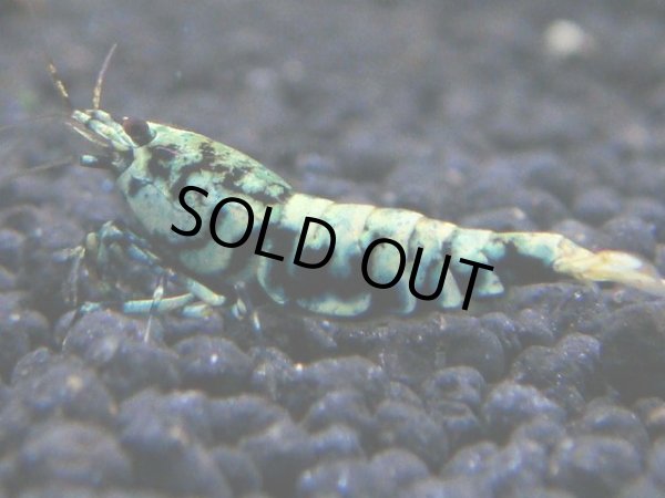 画像1: 063　R【KOREA MAX!】新種系色々MIX ミドルハイ中心100連発！ (1)