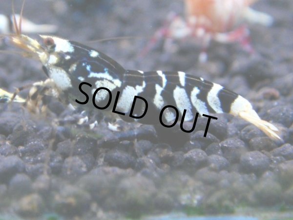 画像1: 068　R【KOREA MAX!】新種系色々MIX ミドルハイ中心100連発！ (1)