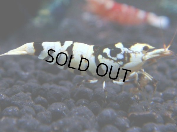 画像1: 005　R【KOREA MAX!】新種系色々MIX ミドルハイ中心100連発！ (1)