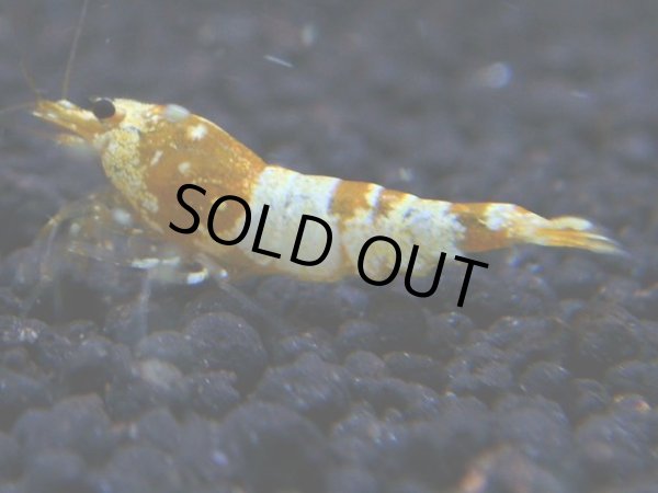 画像1: 011　R【KOREA MAX!】新種系色々MIX ミドルハイ中心100連発！ (1)