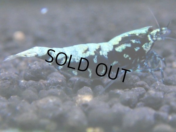 画像1: 095　R【KOREA MAX!】新種系色々MIX ミドルハイ中心100連発！ (1)