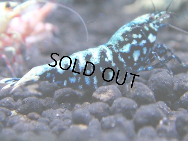 画像1: 017　R【KOREA MAX!】新種系色々MIX ミドルハイ中心100連発！ (1)