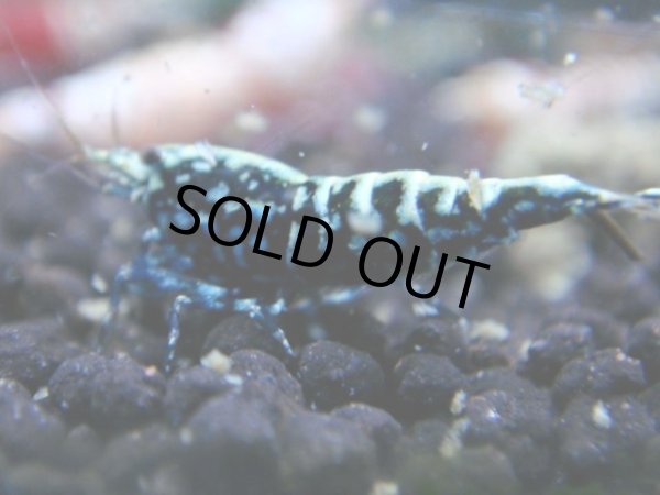 画像1: 028　R【KOREA MAX!】新種系色々MIX ミドルハイ中心100連発！ (1)