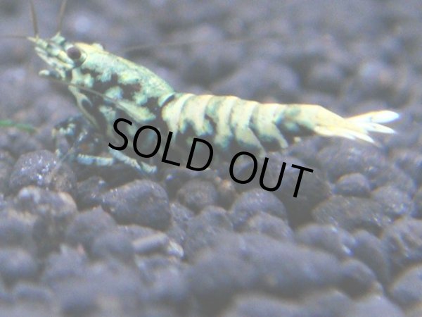 画像1: 023　R【KOREA MAX!】新種系色々MIX ミドルハイ中心100連発！ (1)