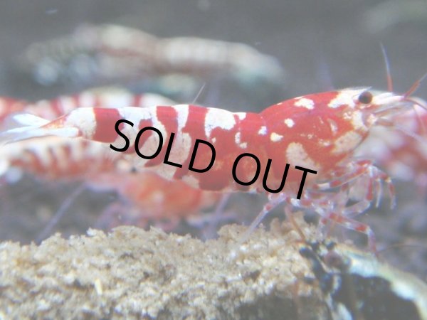 画像1: 043　R【KOREA MAX!】新種系色々MIX ミドルハイ中心100連発！ (1)