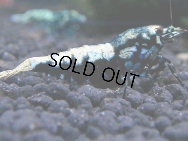 画像1: 045　R【KOREA MAX!】新種系色々MIX ミドルハイ中心100連発！ (1)