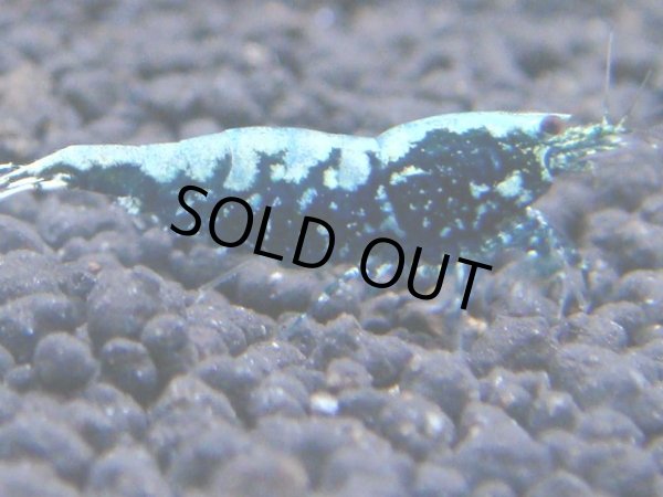 画像1: 060　R【KOREA MAX!】新種系色々MIX ミドルハイ中心100連発！ (1)