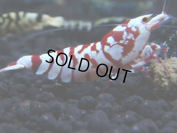 画像1: 003　R【KOREA MAX!】新種系色々MIX ミドルハイ中心100連発！ (1)