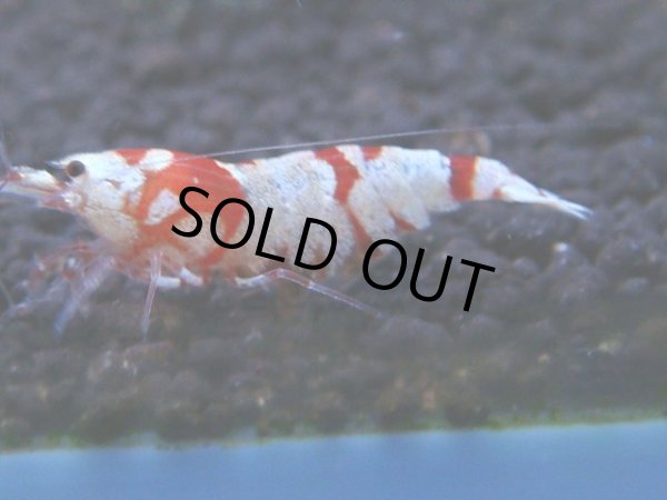 画像1: 014　R【KOREA MAX!】新種系色々MIX ミドルハイ中心100連発！ (1)