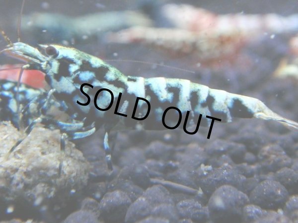 画像1: 002　R【KOREA MAX!】新種系色々MIX ミドルハイ中心100連発！ (1)