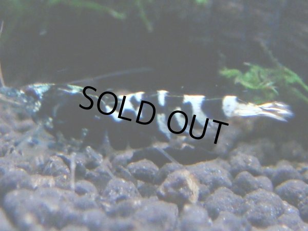 画像1: 064　R【KOREA MAX!】新種系色々MIX ミドルハイ中心100連発！ (1)