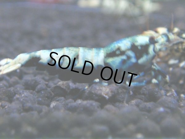 画像1: 004　R【KOREA MAX!】新種系色々MIX ミドルハイ中心100連発！ (1)