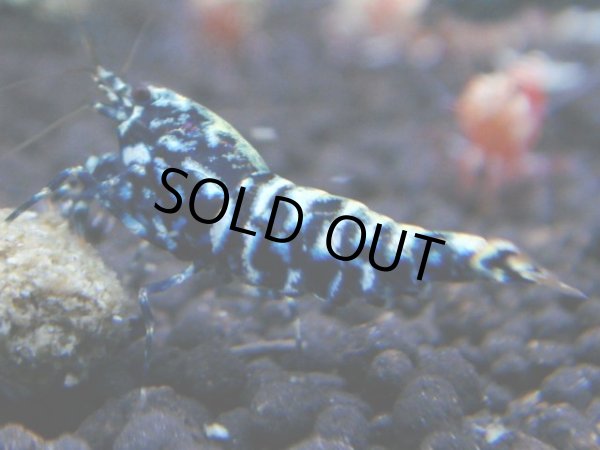 画像1: 001　R【KOREA MAX!】新種系色々MIX ミドルハイ中心100連発！ (1)