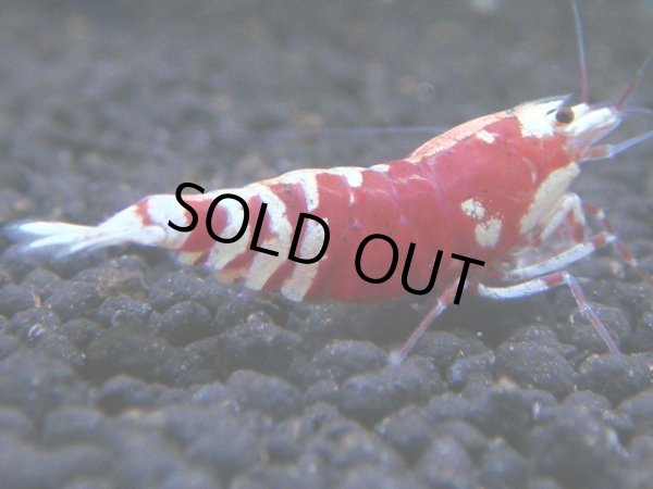 画像1: 032　R【KOREA MAX!】新種系色々MIX ミドルハイ中心100連発！ (1)