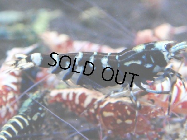 画像1: 061　R【KOREA MAX!】新種系色々MIX ミドルハイ中心100連発！ (1)