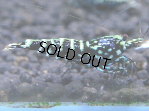 画像1: 007　R【KOREA MAX!】新種系色々MIX ミドルハイ中心100連発！ (1)