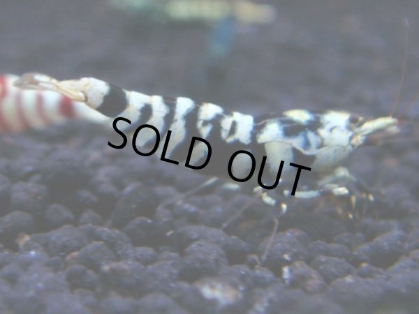 画像1: 050　R【KOREA MAX!】新種系色々MIX ミドルハイ中心100連発！ (1)