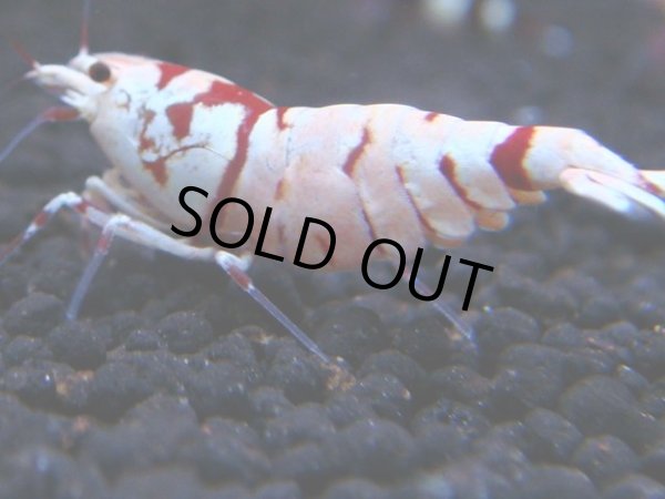 画像1: 024　R【KOREA MAX!】新種系色々MIX ミドルハイ中心100連発！ (1)