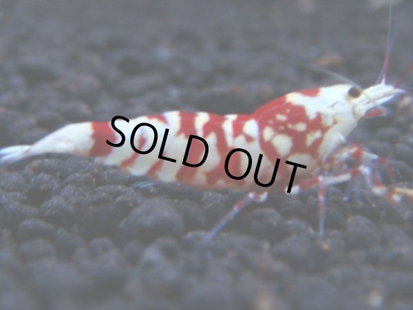 画像1: 055　R【KOREA MAX!】新種系色々MIX ミドルハイ中心100連発！ (1)