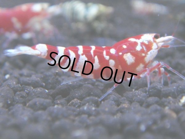 画像1: 034　R【KOREA MAX!】新種系色々MIX ミドルハイ中心100連発！ (1)