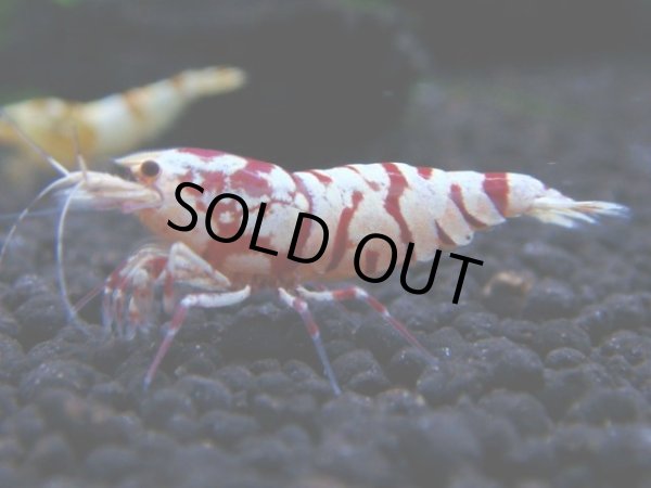 画像1: 051　R【KOREA MAX!】新種系色々MIX ミドルハイ中心100連発！ (1)