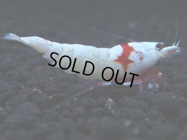 画像1: 323　H【KOREA MAX！】コスパMAX！ウルトラノンブラ【SECOND】 (1)