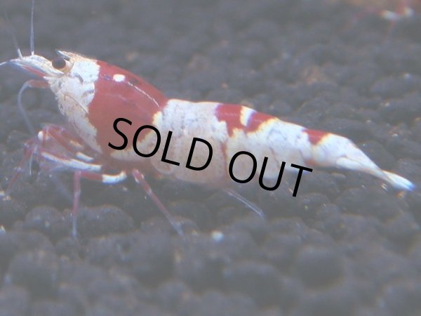 画像1: 338　H【KOREA MAX！】コスパMAX！ウルトラノンブラ【SECOND】 (1)