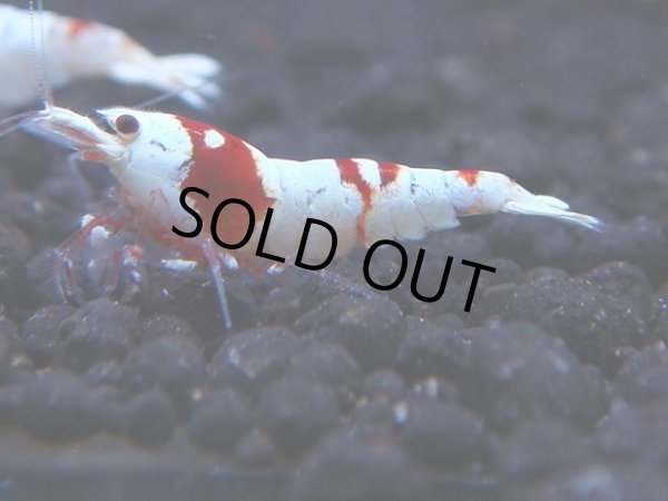 画像1: 317　H【KOREA MAX！】コスパMAX！ウルトラノンブラ【SECOND】 (1)