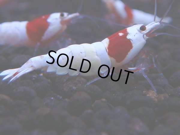 画像1: 352　H【KOREA MAX！】超人気！ウルトラレッド【SECOND】 (1)