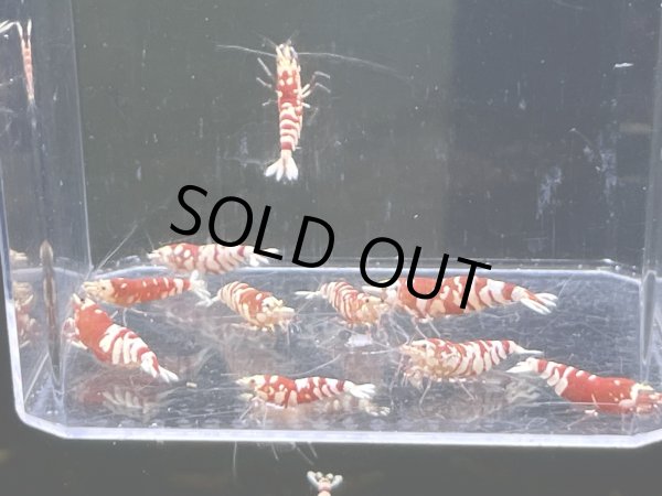 画像1: 007　C【スプリットタイムセール】レッドファンシータイガー ミドルハイ プラケース内丸ごとセット (1)