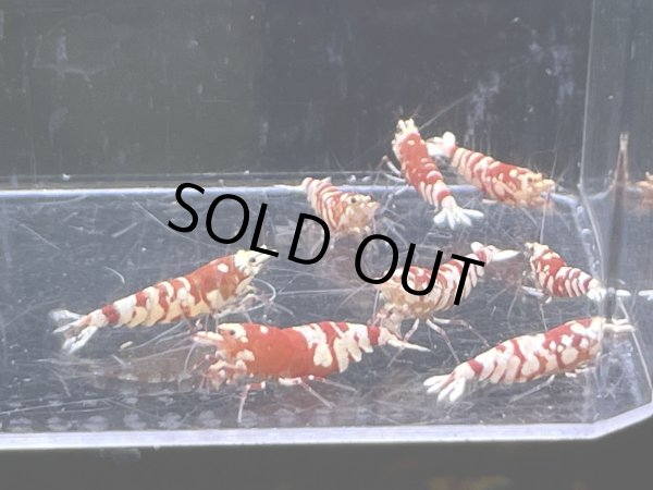 画像3: 007　C【スプリットタイムセール】レッドファンシータイガー ミドルハイ プラケース内丸ごとセット (3)