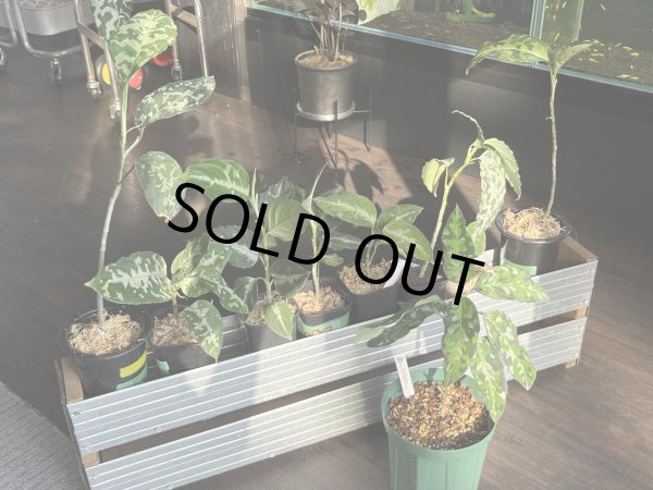 画像1: 032　A【スプリットタイムセール】アグラオネマ画像全てセット ※水曜日の出品は終了となります (1)