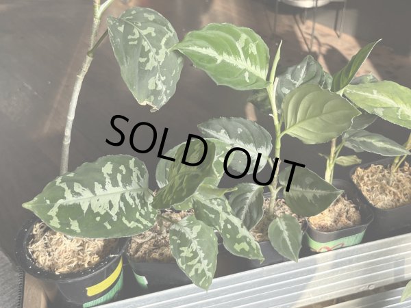 画像3: 032　A【スプリットタイムセール】アグラオネマ画像全てセット ※水曜日の出品は終了となります (3)