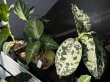画像4: 032　A【スプリットタイムセール】アグラオネマ画像全てセット ※水曜日の出品は終了となります (4)